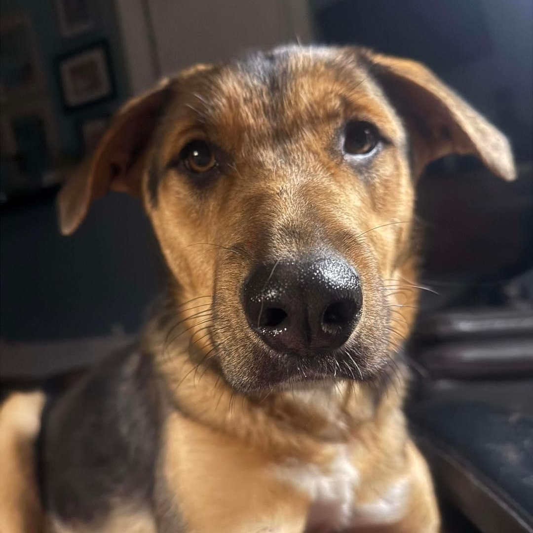 Enlarge Artemis, a ADOPTABLE mixed breed in St Thomas, ON image 2/2