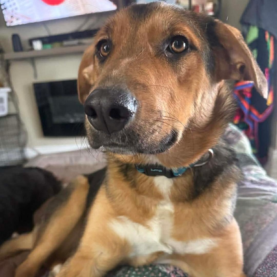 Artemis, ADOPTABLE, Young Female German Shepherd Dog.