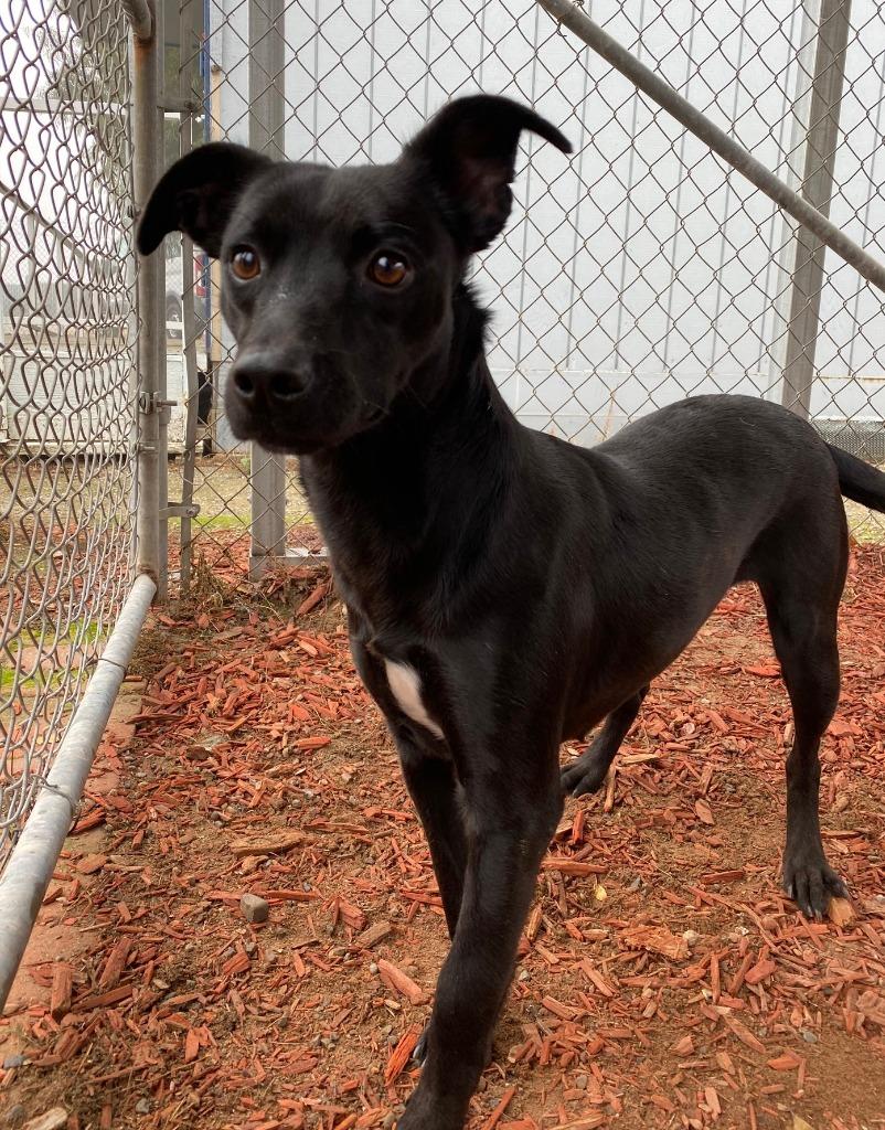 Enlarge Mira, a Adoptable mixed breed in Lemoore, CA image 1/2