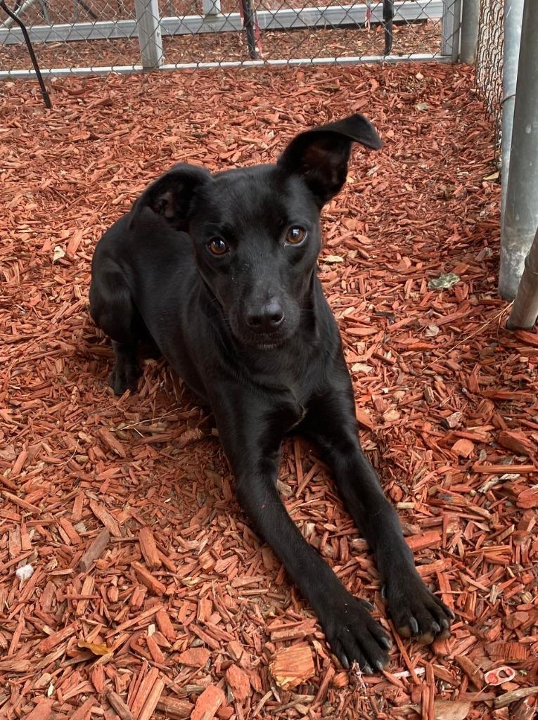 Enlarge Mira, a Adoptable mixed breed in Lemoore, CA image 2/2