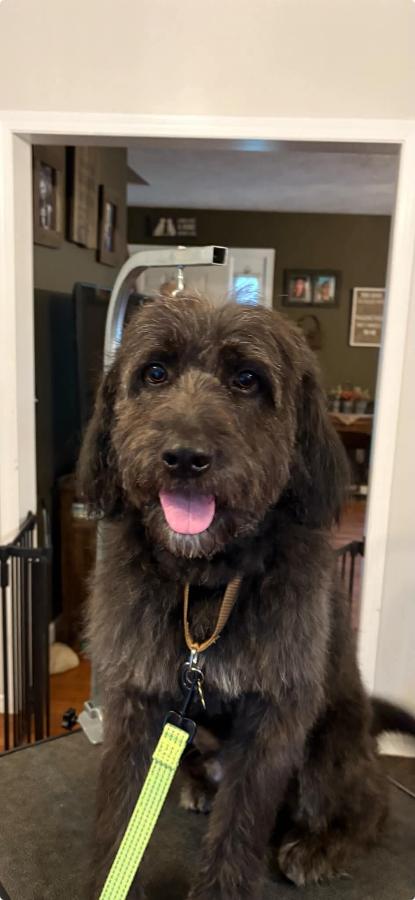 Mark, Adoptable, Adult Male Labradoodle.