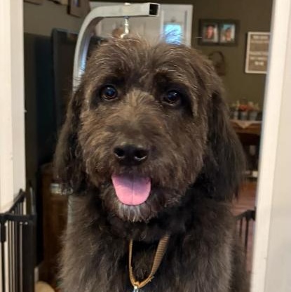 Enlarge Mark, a Adopted Labradoodle in Painesville, OH image 4/6