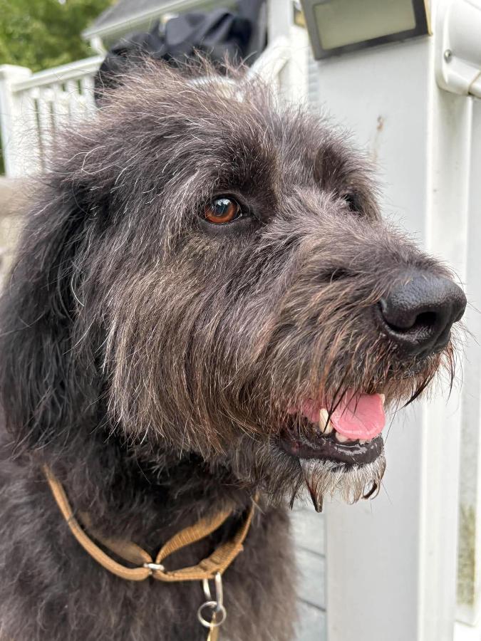Mark, Adoptable, Adult Male Labradoodle.