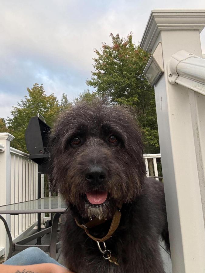 Enlarge Mark, a Adoptable Labradoodle in Painesville, OH image 3/6