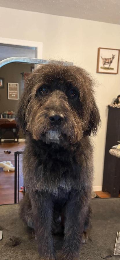 Enlarge Mark, a Adoptable Labradoodle in Painesville, OH image 4/6
