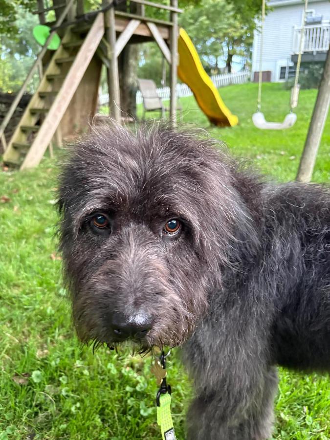 Enlarge Mark, a Adoptable Labradoodle in Painesville, OH image 5/6