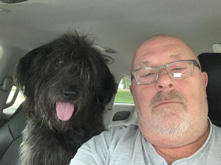 Enlarge Mark, a Adoptable Labradoodle in Painesville, OH image 6/6