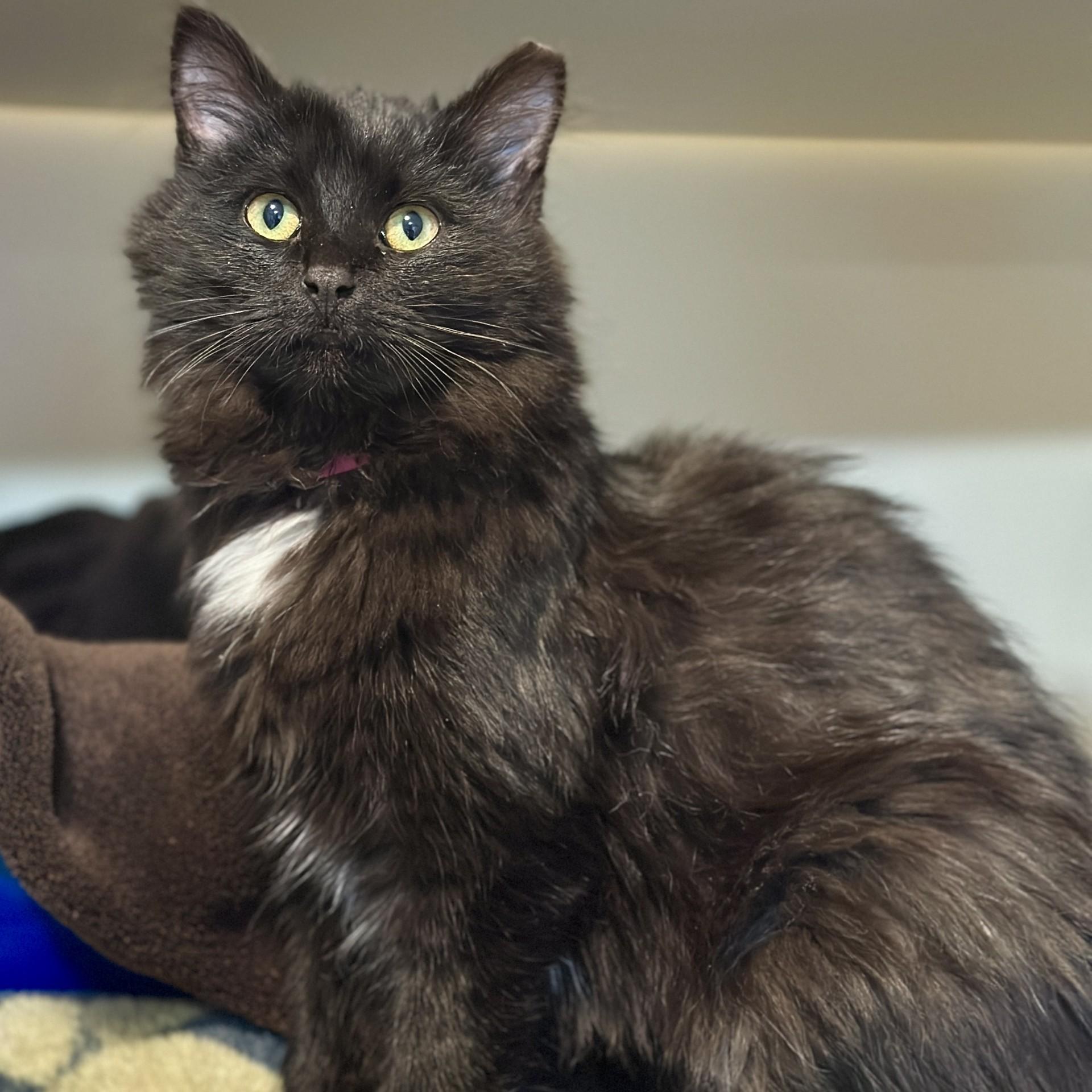 Hailey, an adopted Domestic Long Hair in Victor, NY image 2/3