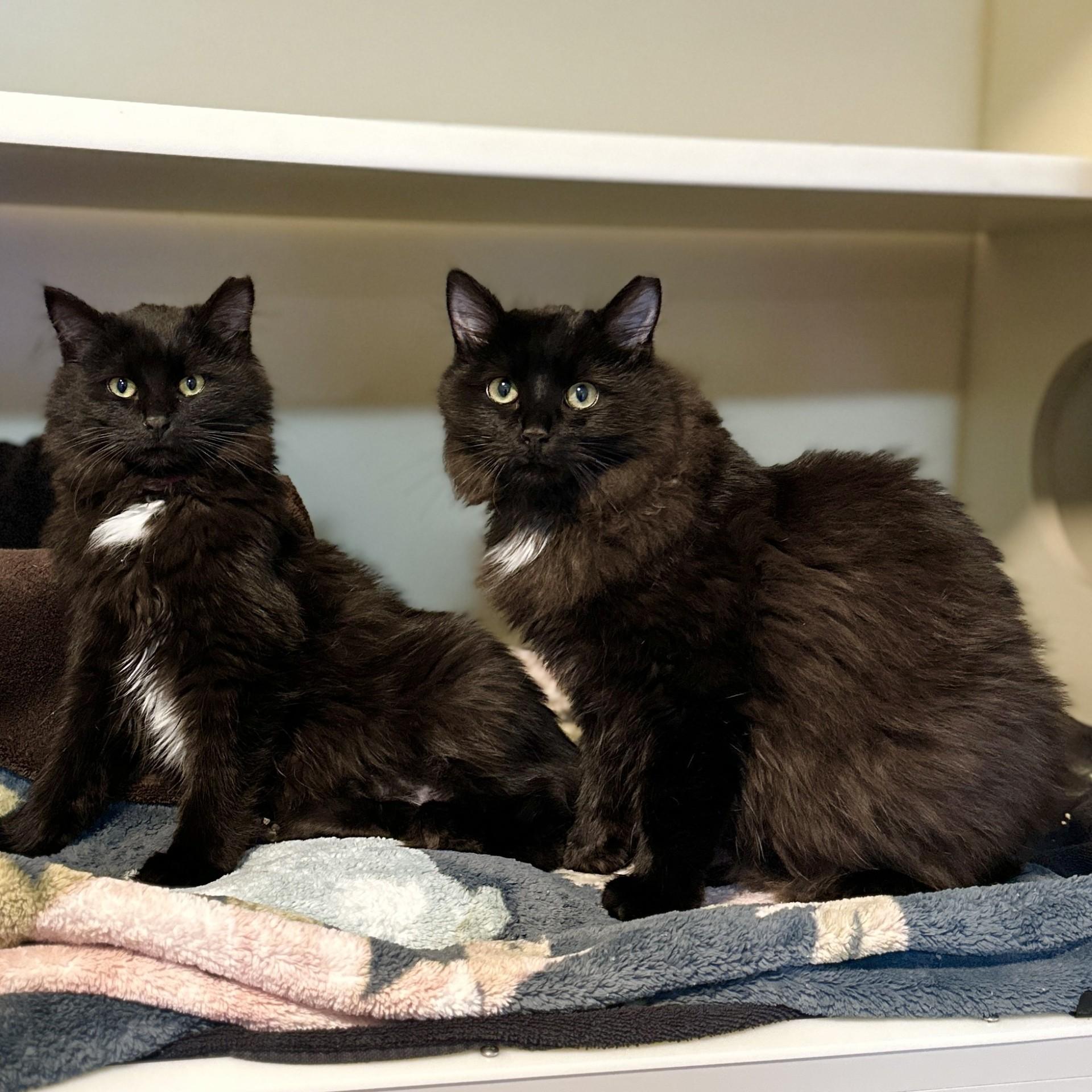 Hailey, an adopted Domestic Long Hair in Victor, NY image 3/3