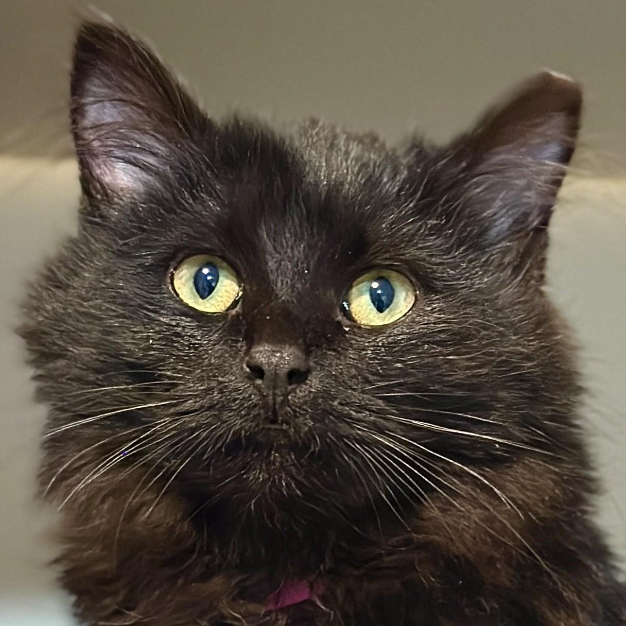 Hailey, an adopted Domestic Long Hair in Victor, NY image 1/3