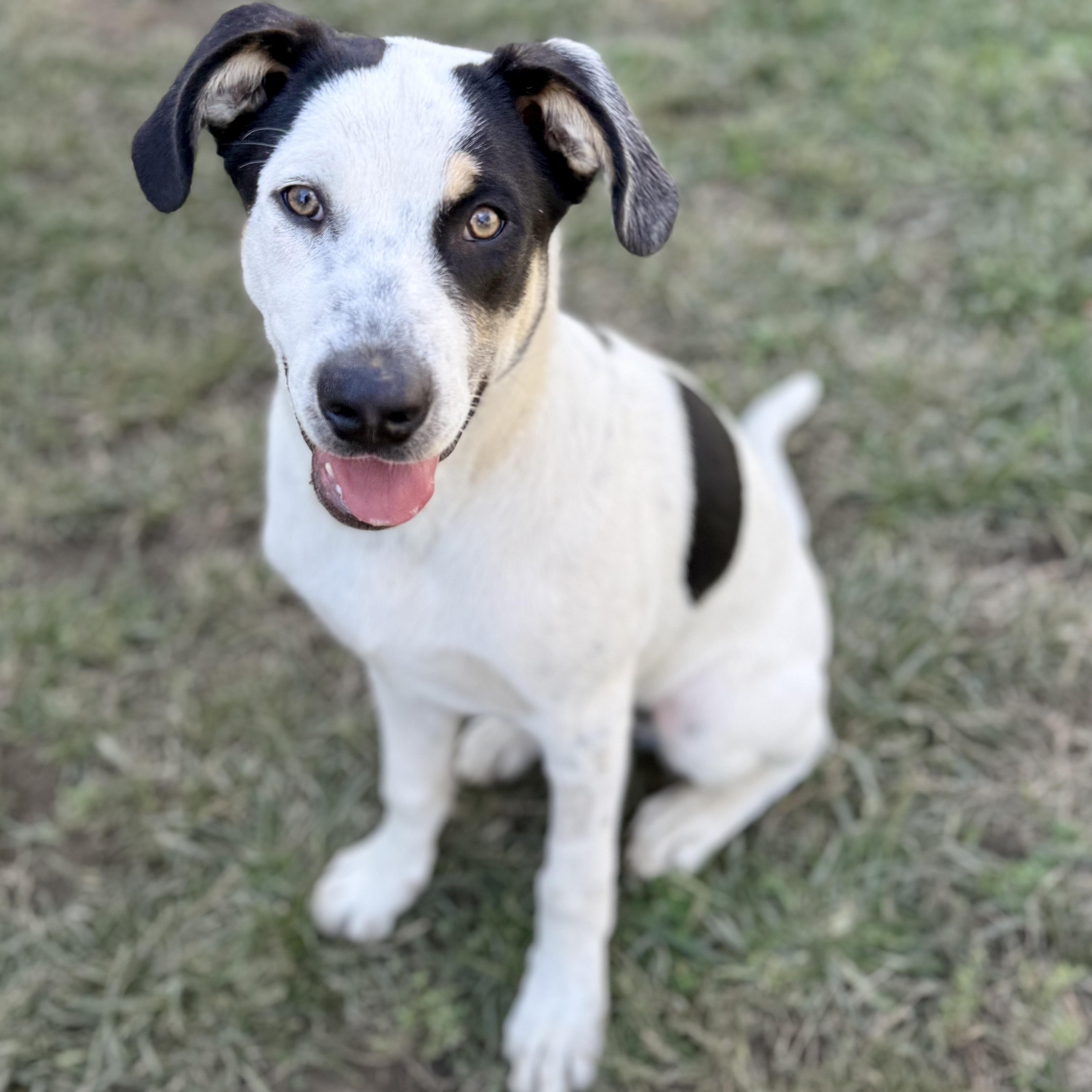 Enlarge Sterling, a Adoptable mixed breed in Glenolden, PA image 3/6