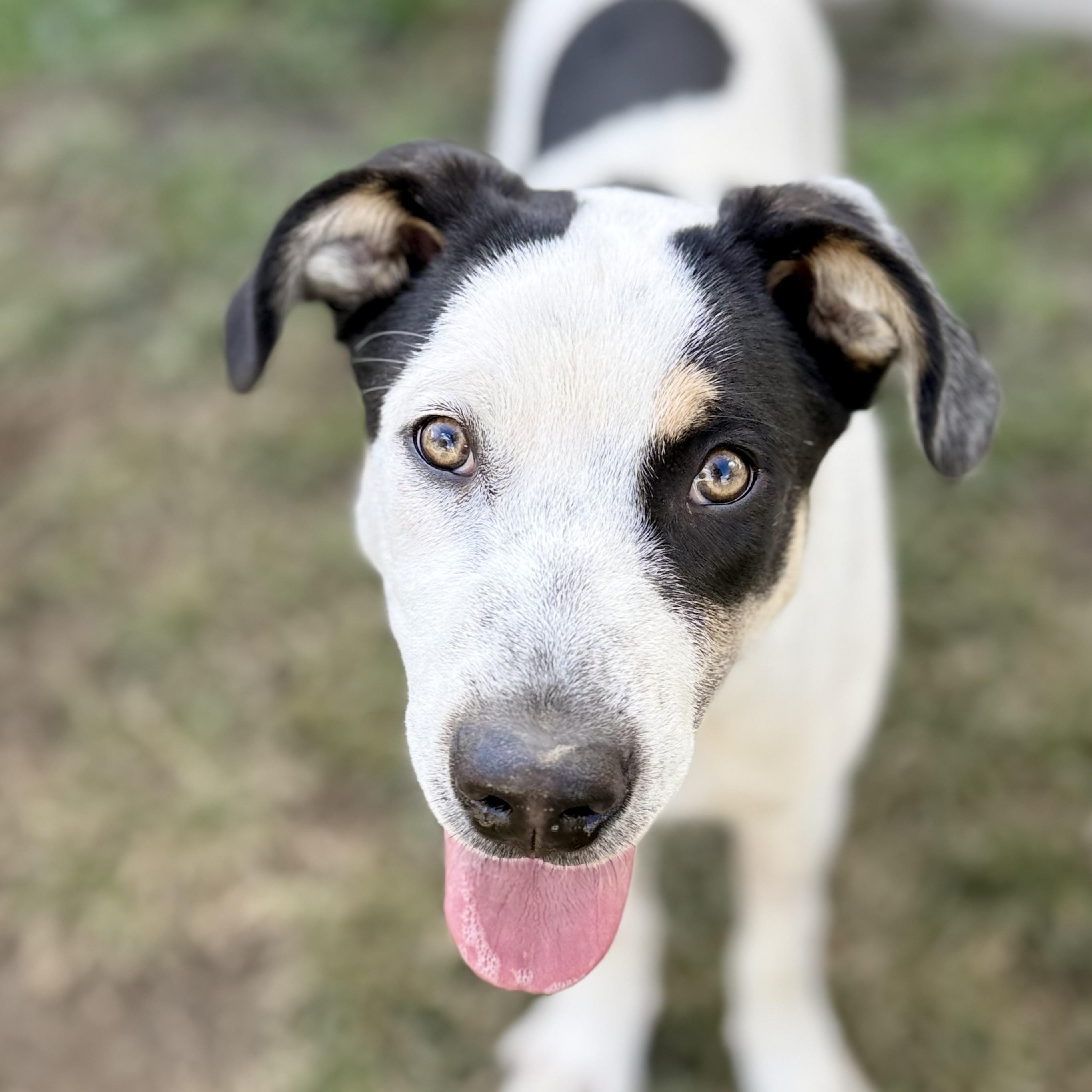 Enlarge Sterling, a Adoptable mixed breed in Glenolden, PA image 1/6