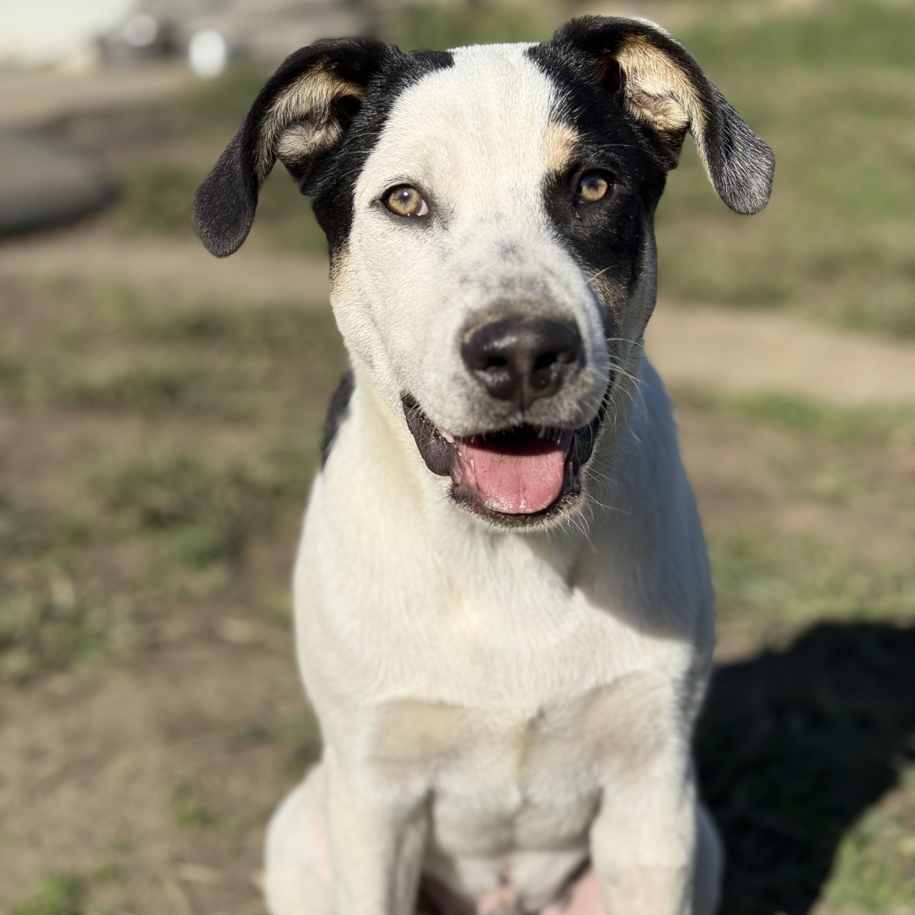 Enlarge Sterling, a Adoptable mixed breed in Glenolden, PA image 6/6