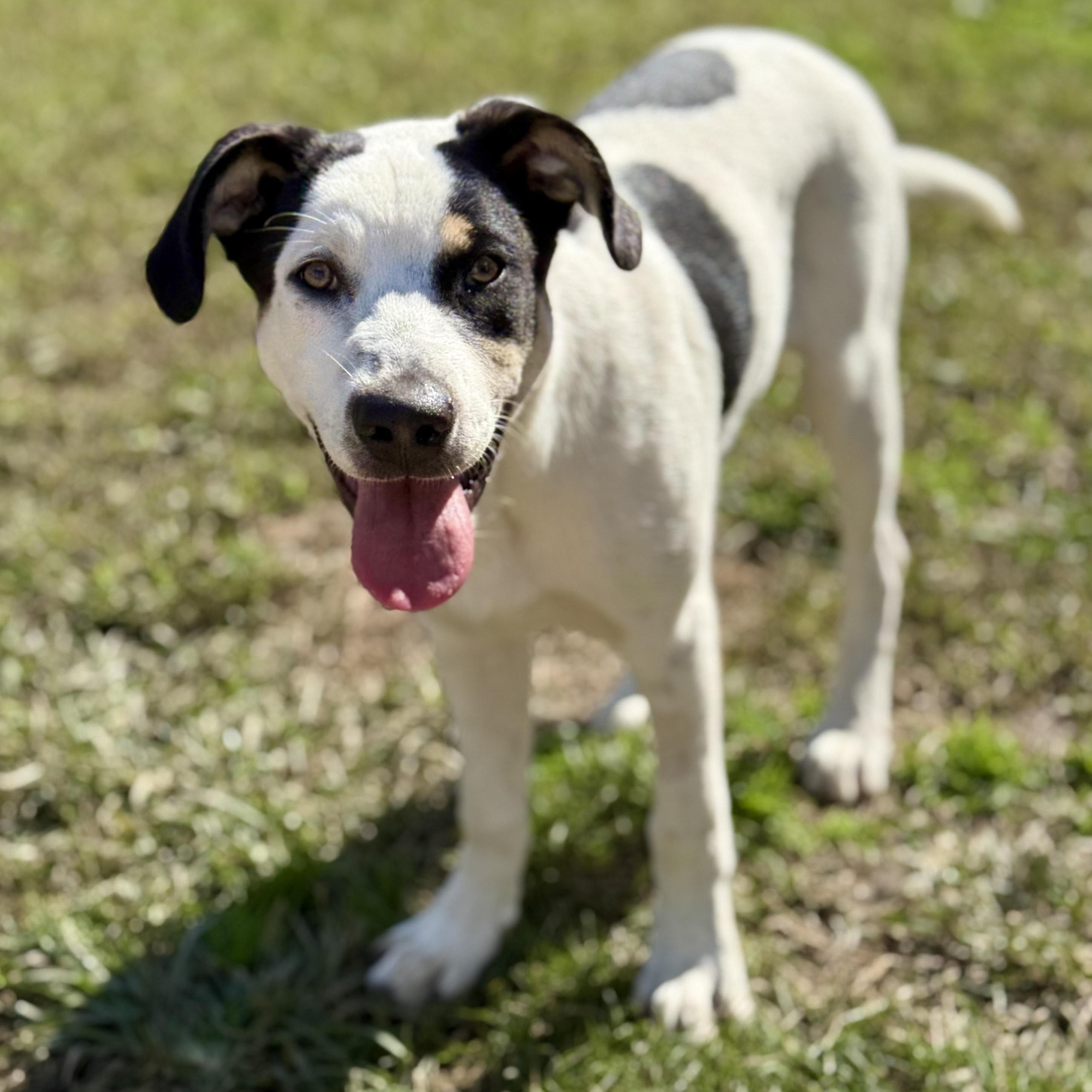 Enlarge Sterling, a Adoptable mixed breed in Glenolden, PA image 4/6