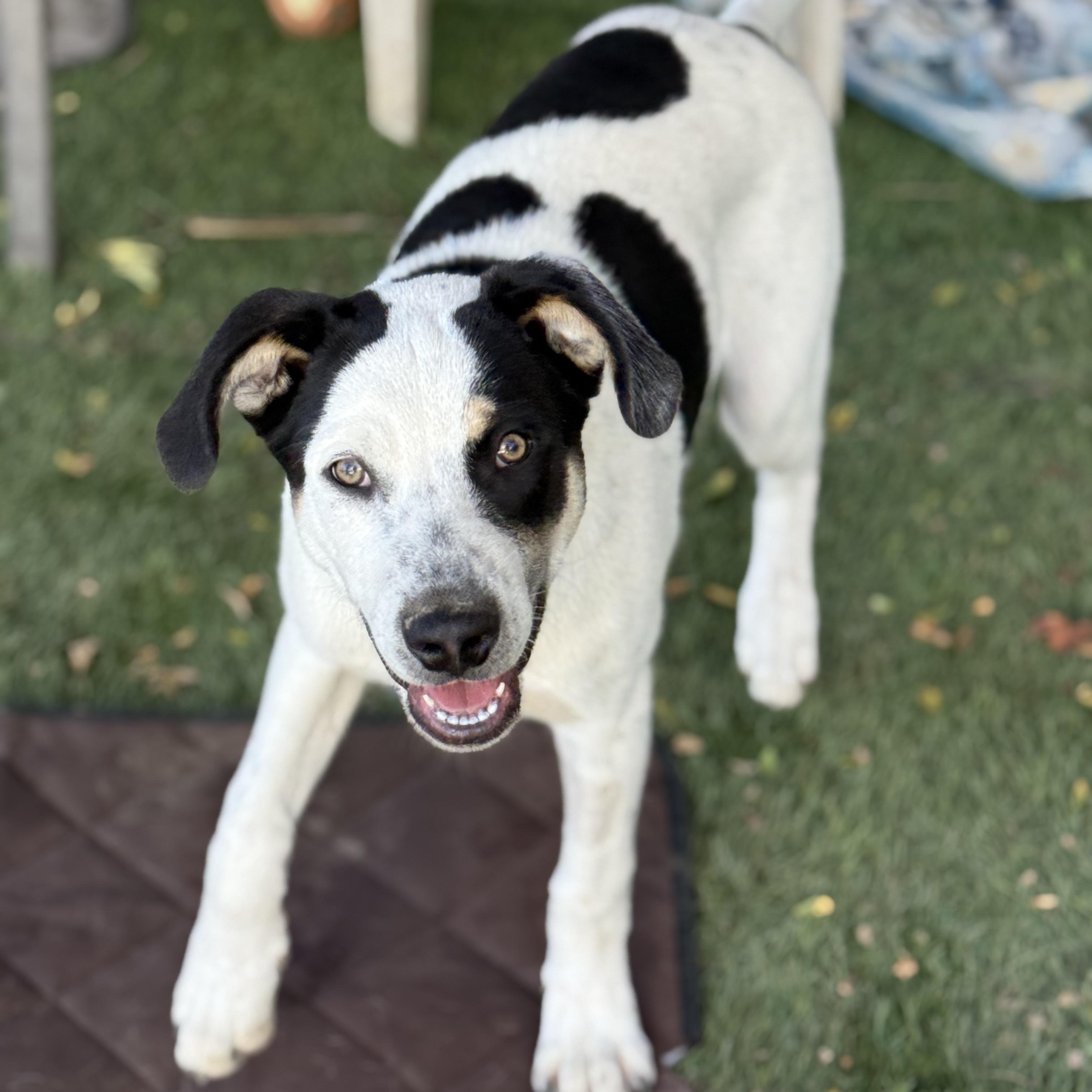 Enlarge Sterling, a Adoptable mixed breed in Glenolden, PA image 2/6