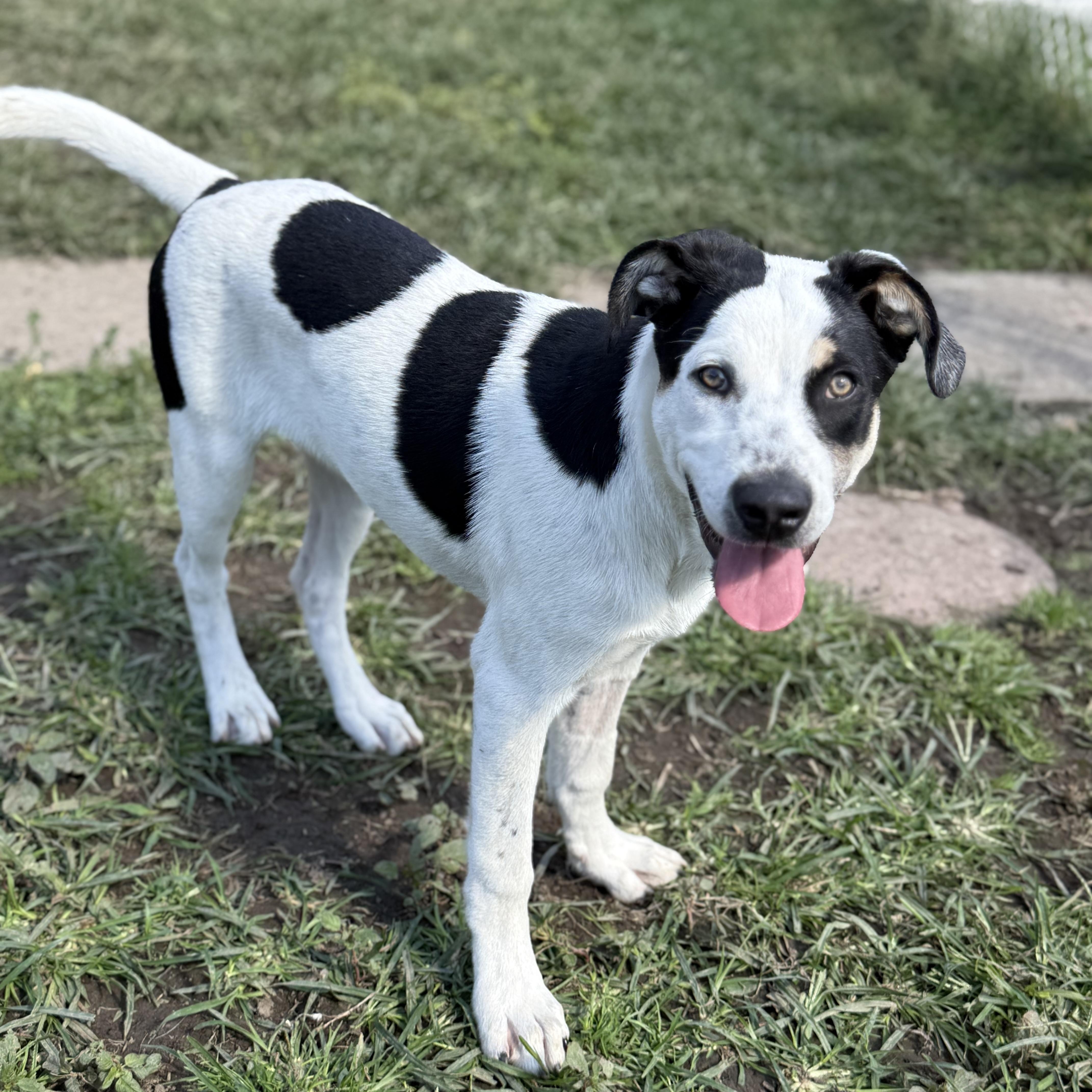 Enlarge Sterling, a Adoptable mixed breed in Glenolden, PA image 5/6