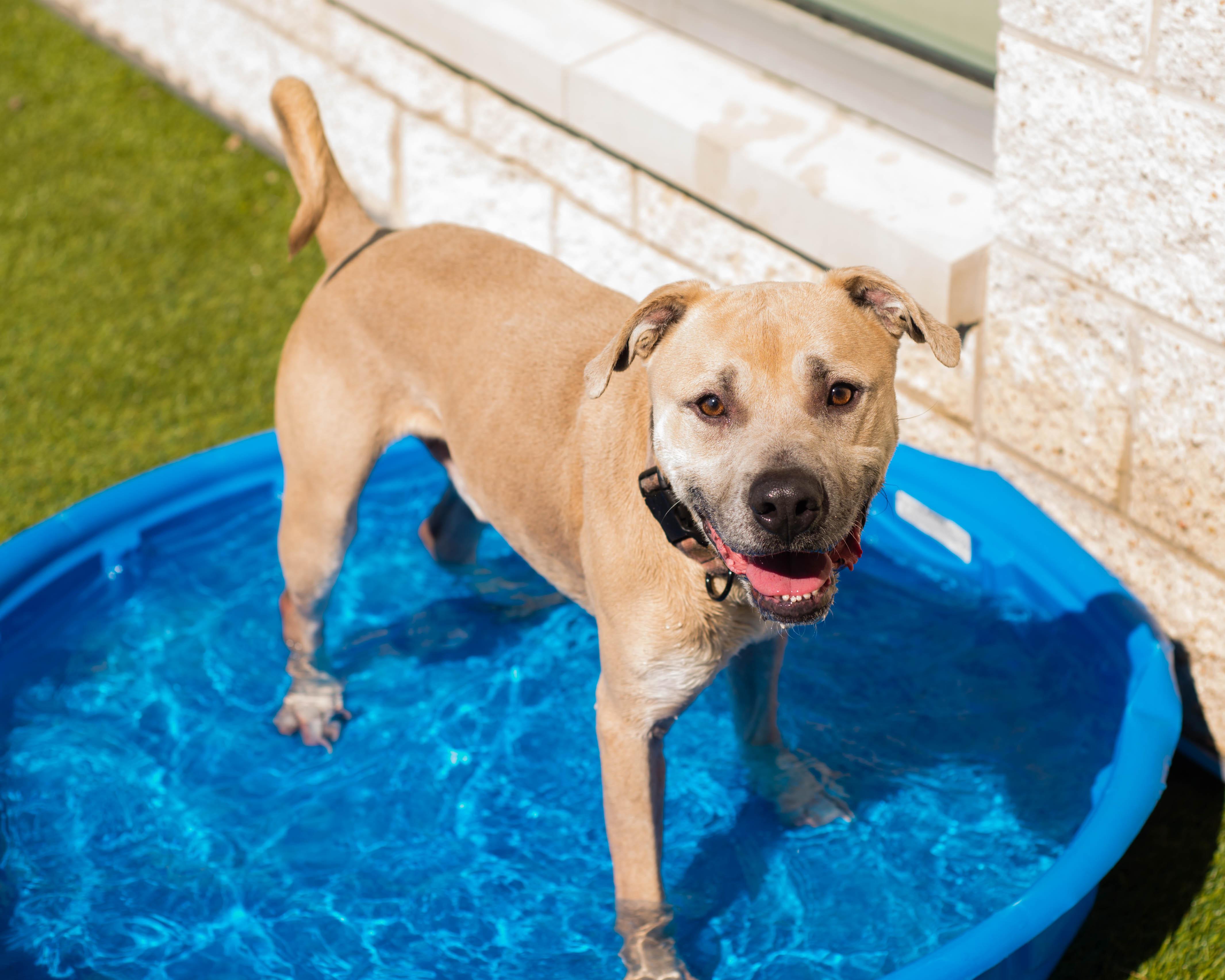Enlarge Ace, a Adoptable mixed breed in Mont Belvieu, TX image 3/3