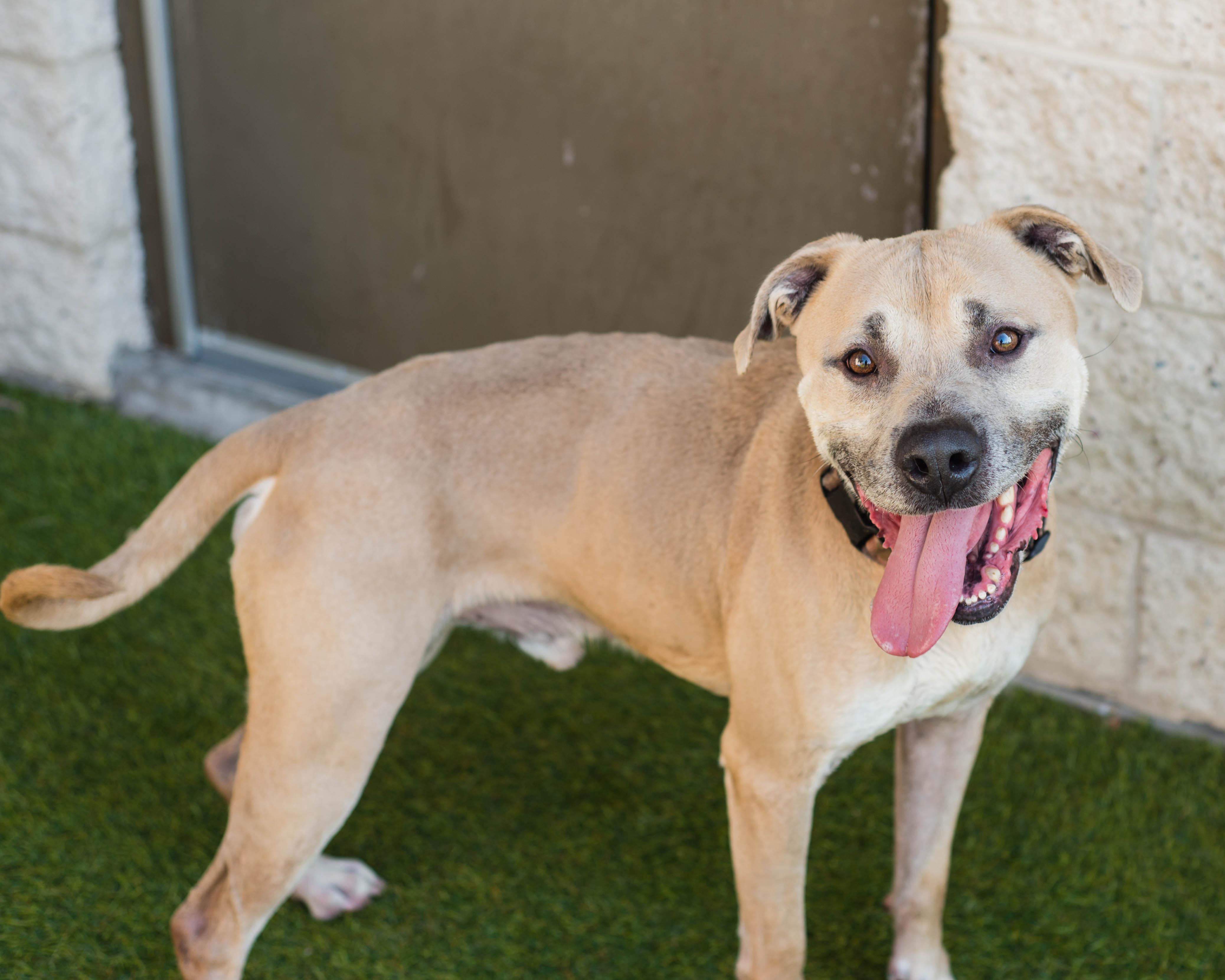 Enlarge Ace, a Adoptable mixed breed in Mont Belvieu, TX image 2/3