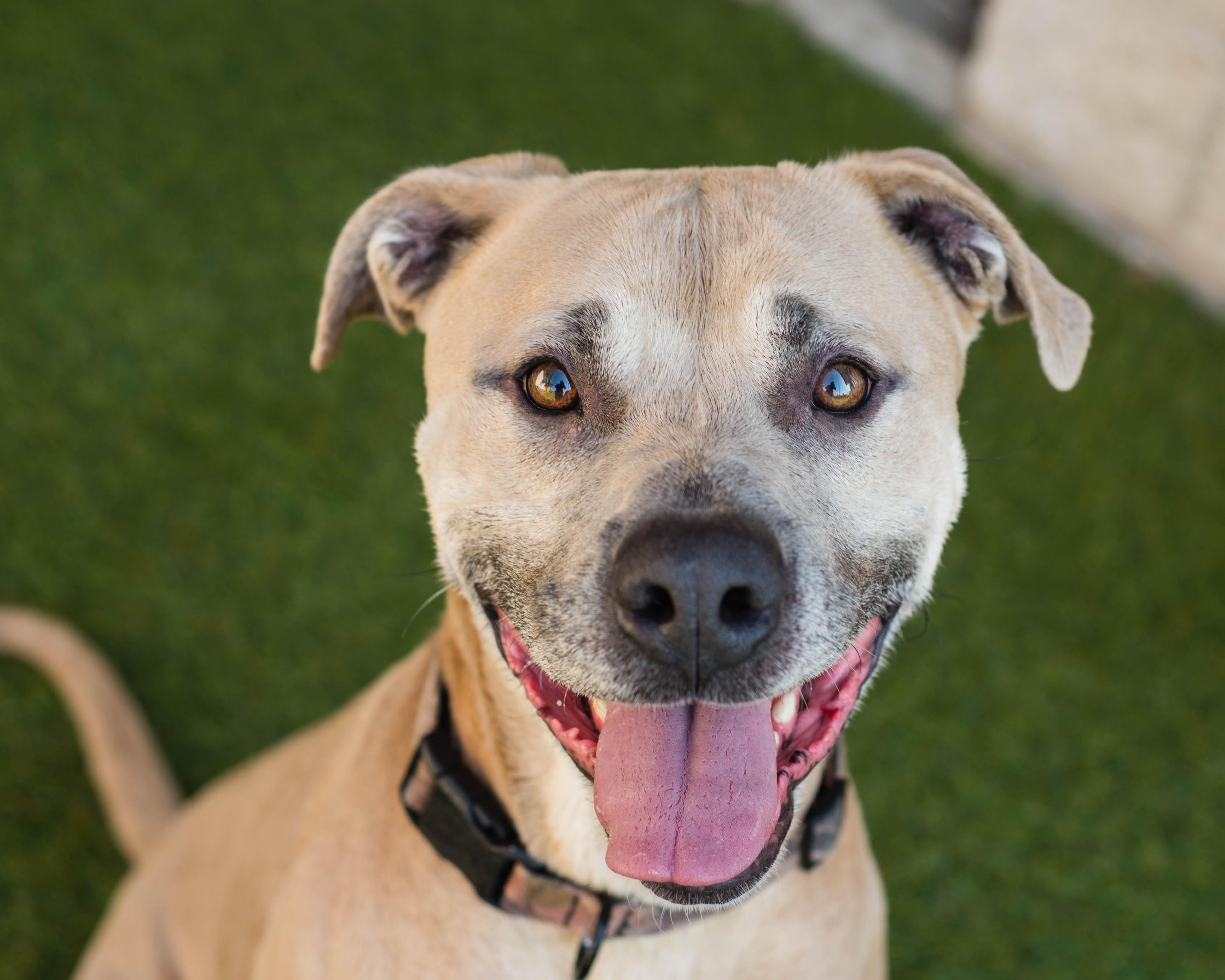 Ace, Adoptable, Adult Male American Staffordshire Terrier.