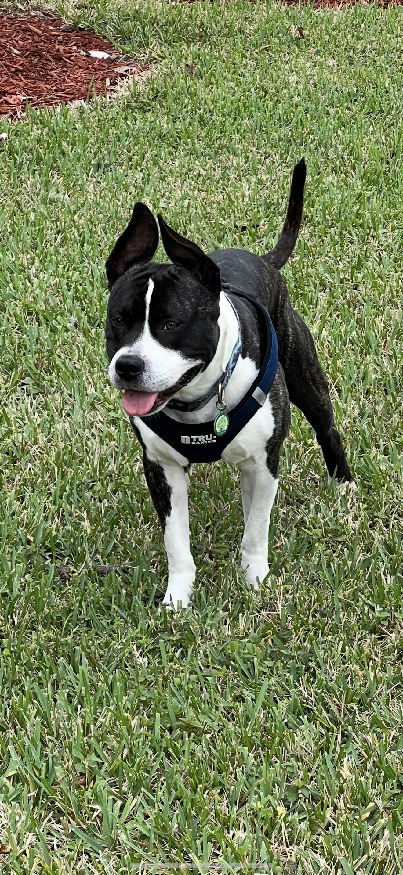 Kane, Adoptable, Young Male Terrier.