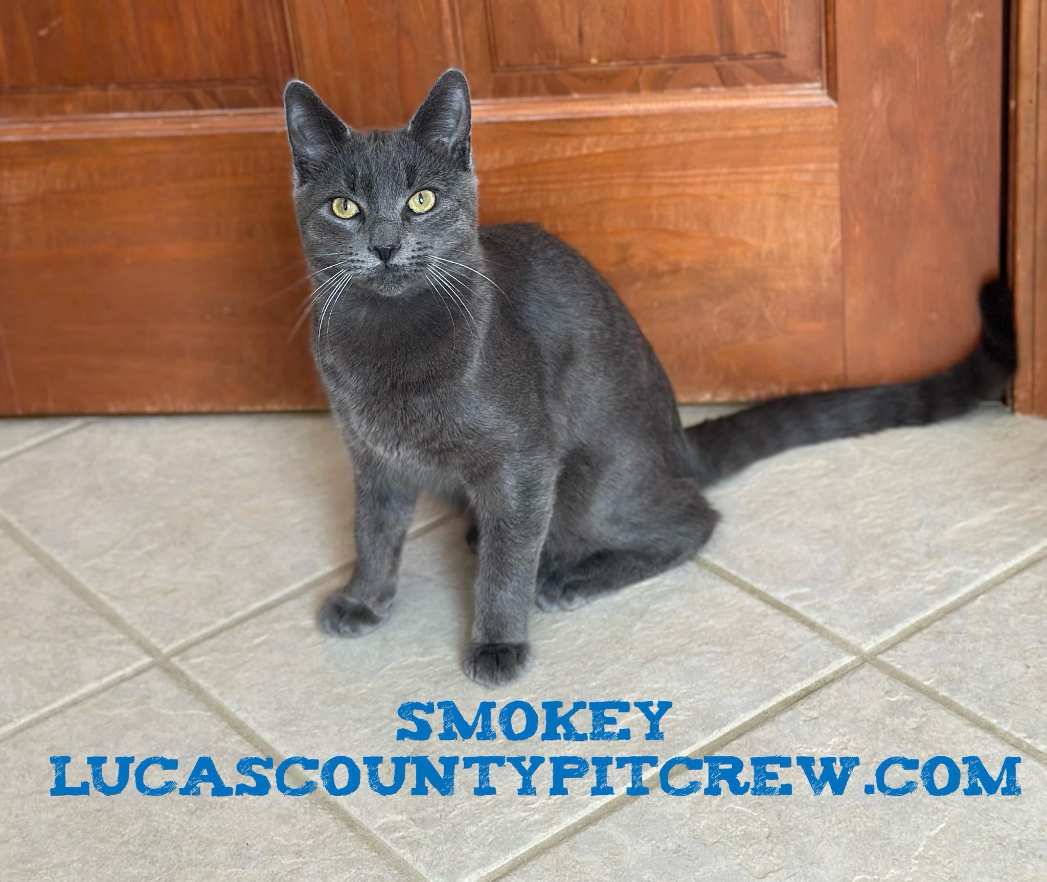 Smokey, Adoptable, Adult Male American Shorthair & Domestic Short Hair.