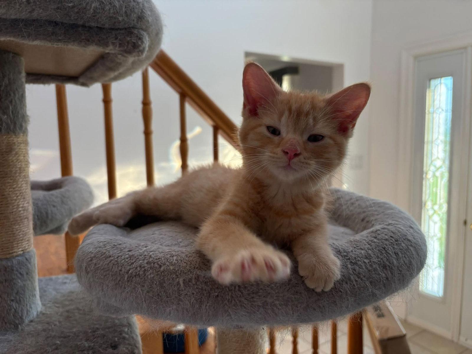 Felix, Adopted, Young Male Domestic Medium Hair.