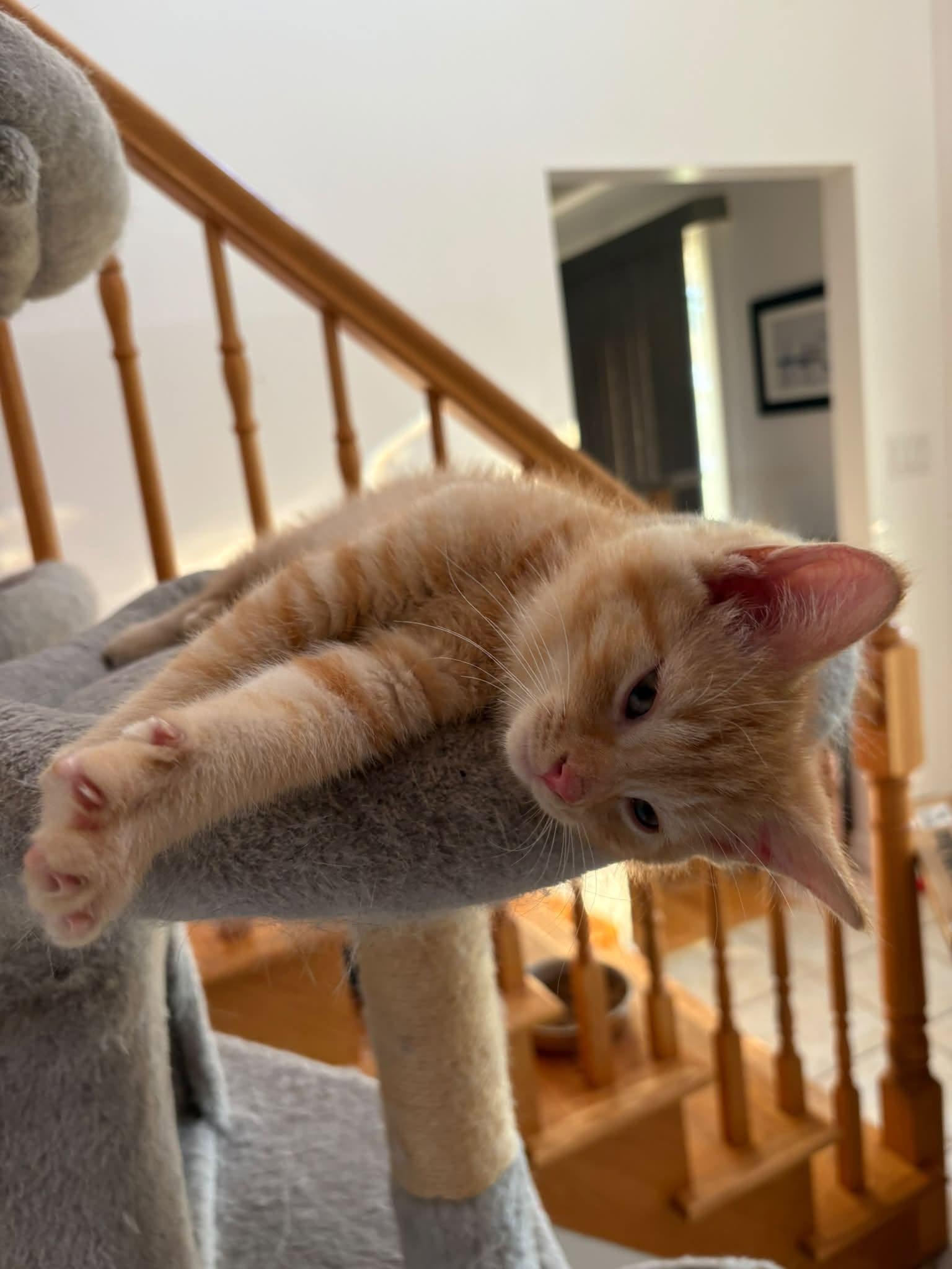 Enlarge Felix, a Adopted Domestic Medium Hair in Orleans, ON image 2/3