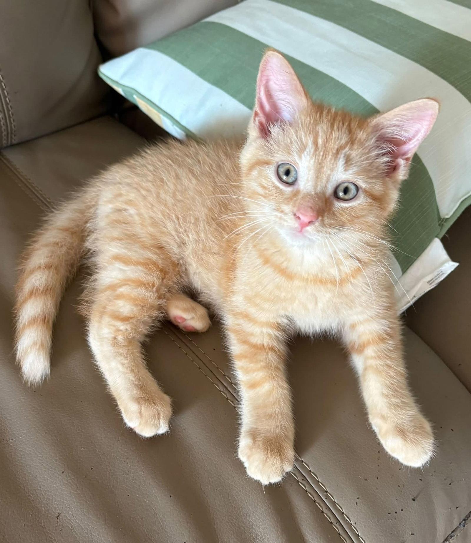 Enlarge Felix, a Adopted Domestic Medium Hair in Orleans, ON image 3/3