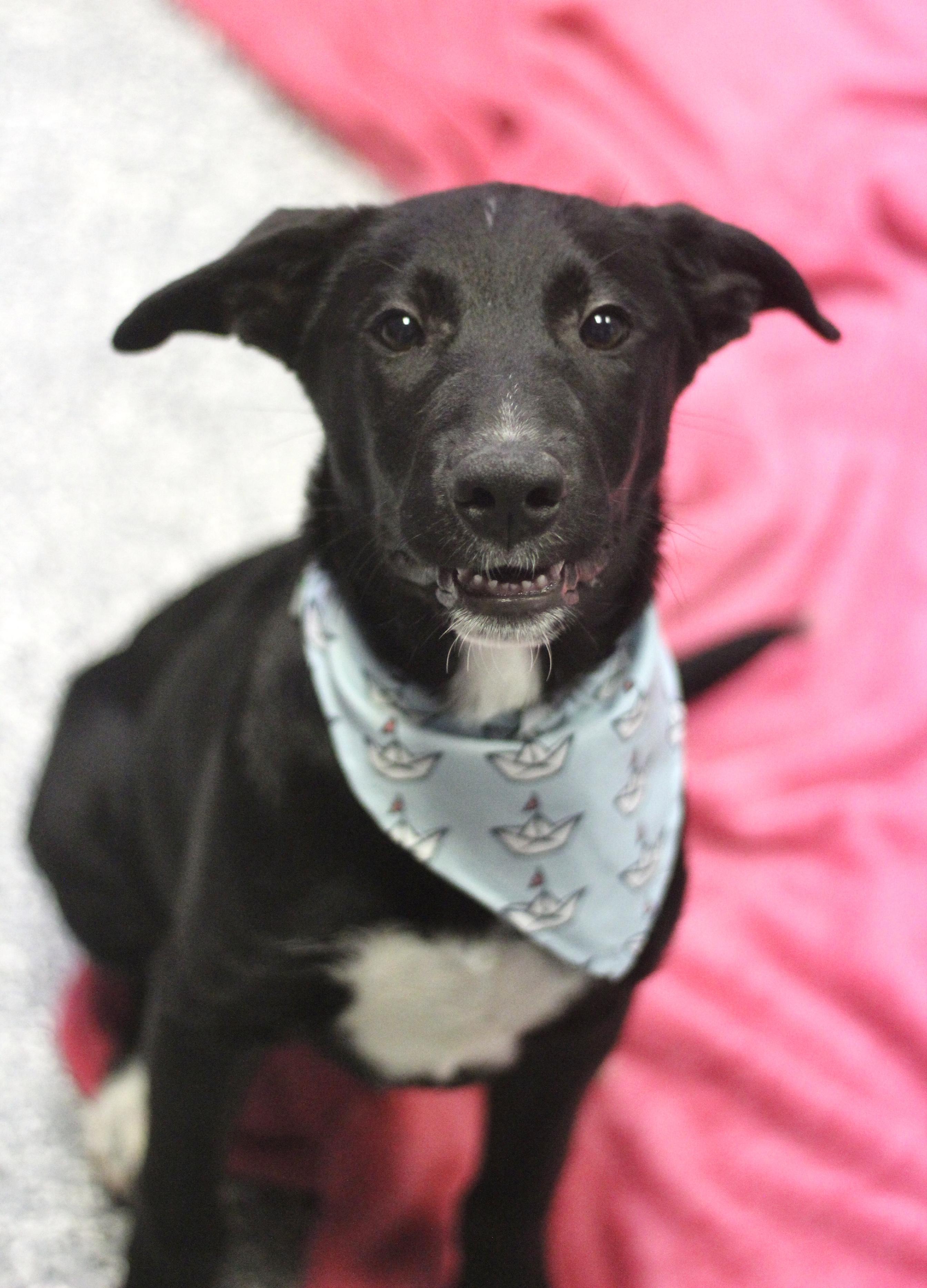 Nelson in NH. Come Meet our Adoptable Dogs Wednesday-Saturday. More info in Bio, ADOPTABLE, Puppy Male Black Labrador Retriever.