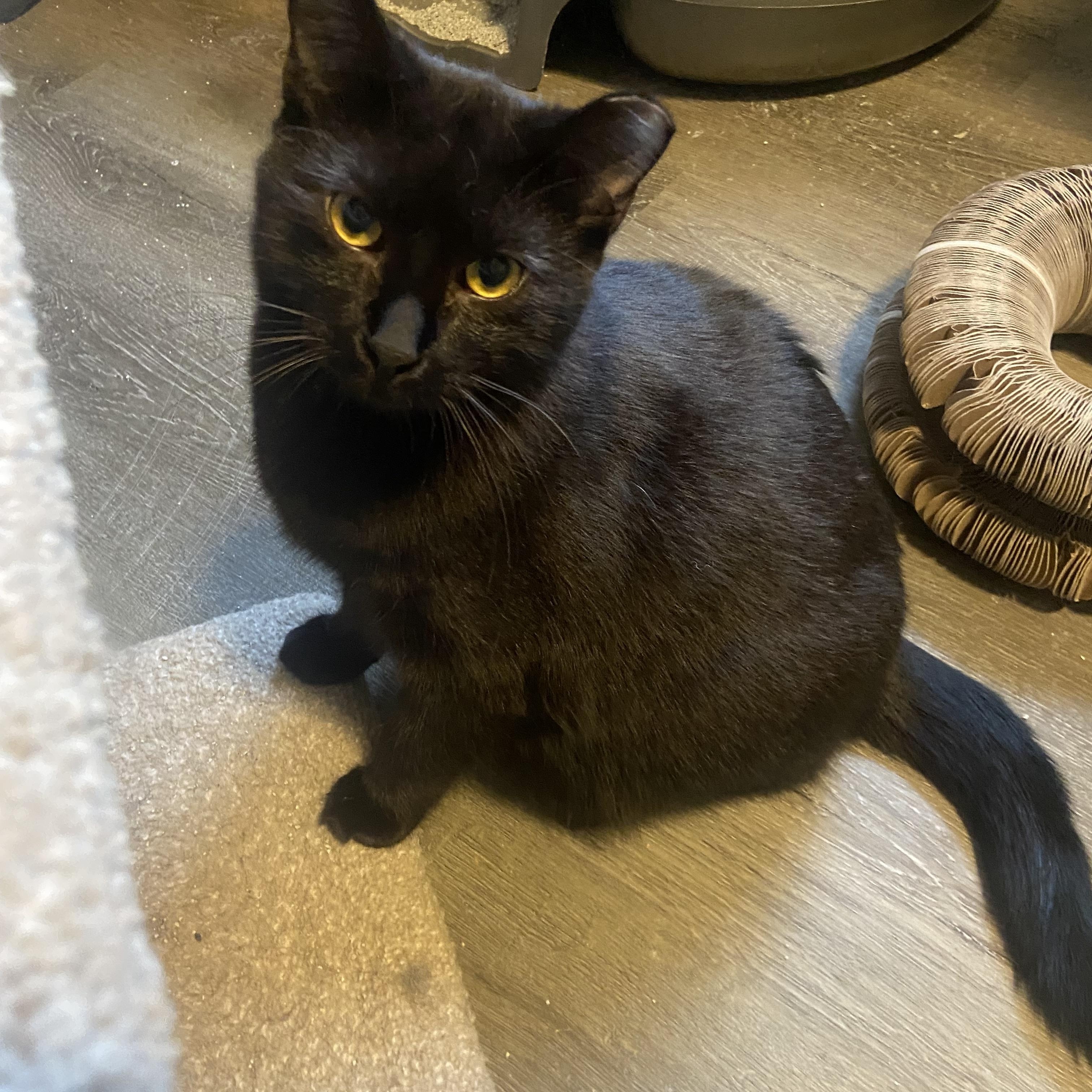 Enlarge Maurice , a ADOPTABLE Domestic Short Hair in Saint Francis, MN image 2/4