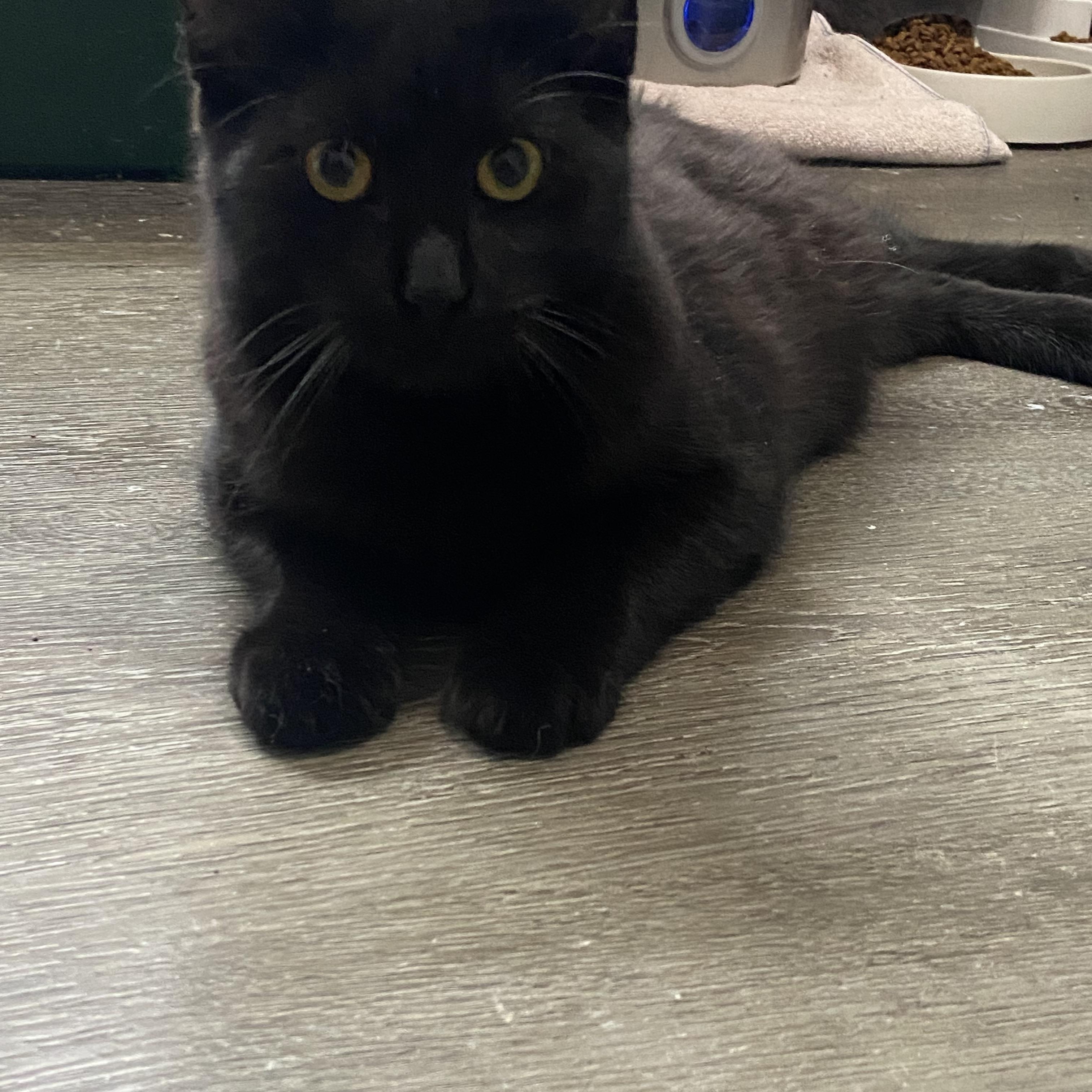 Enlarge Blitzer & Maurice , a ADOPTABLE Domestic Short Hair in Saint Francis, MN image 4/4