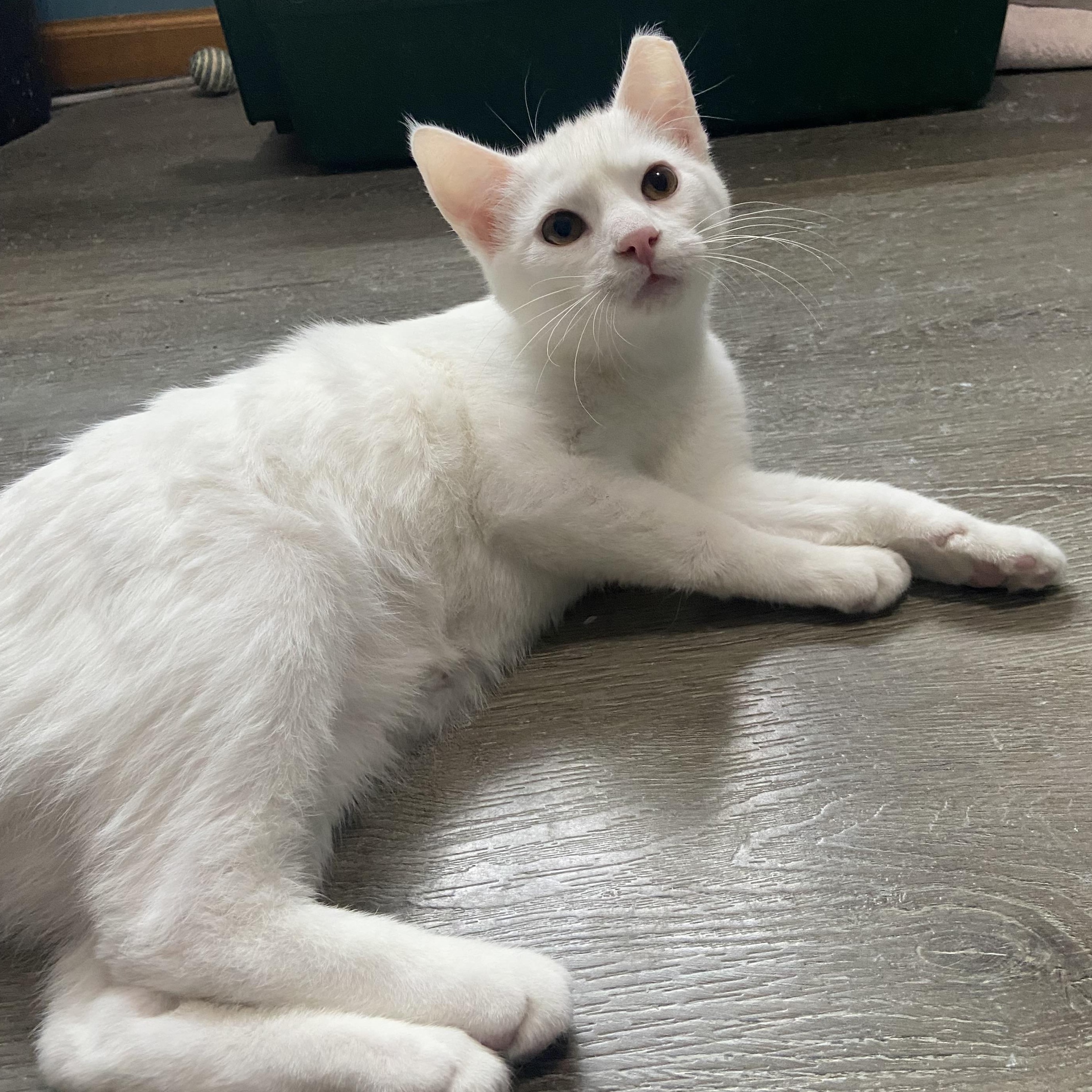 Enlarge Blitzer & Maurice , a ADOPTABLE Domestic Short Hair in Saint Francis, MN image 1/4