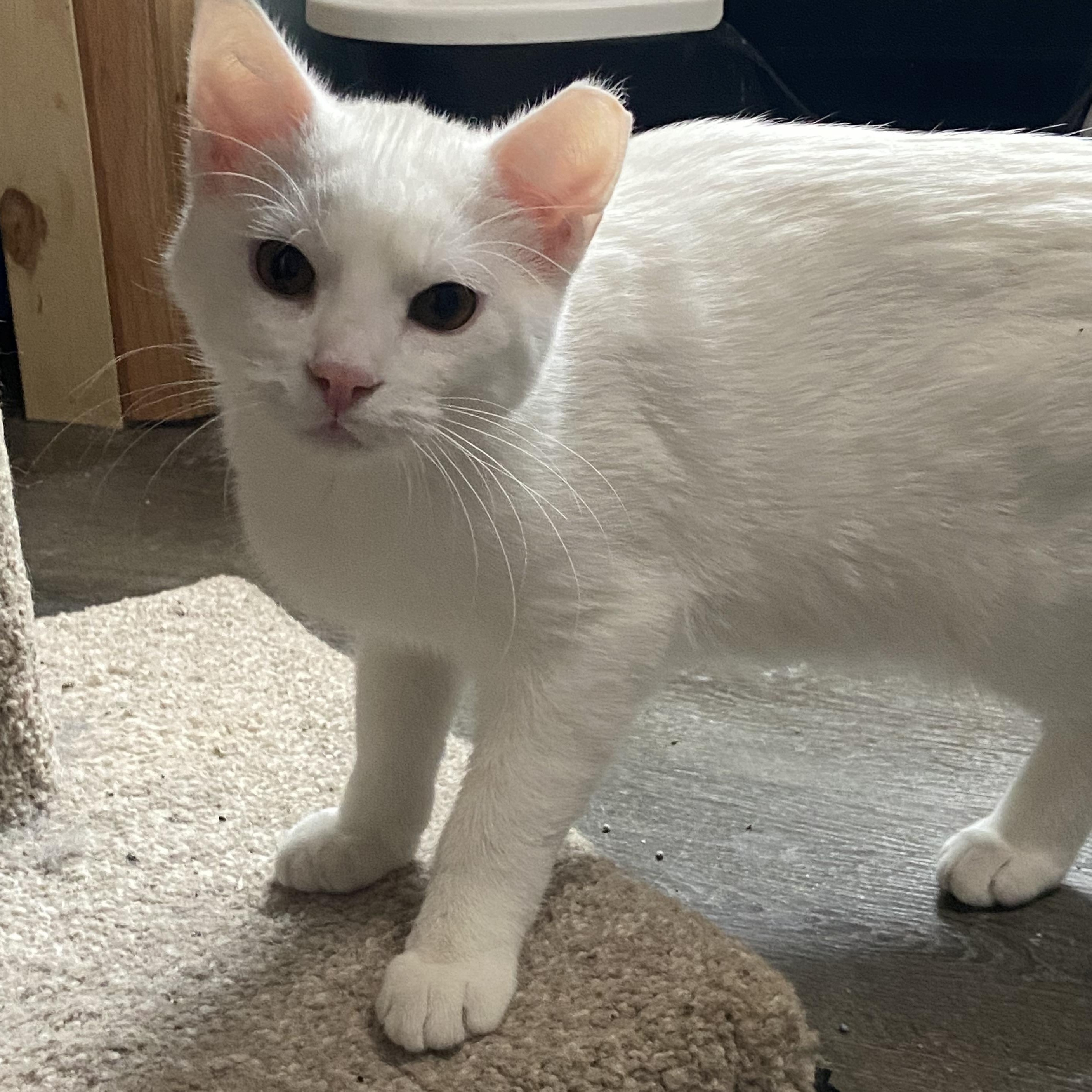 Enlarge Blitzer & Maurice , a ADOPTABLE Domestic Short Hair in Saint Francis, MN image 3/4