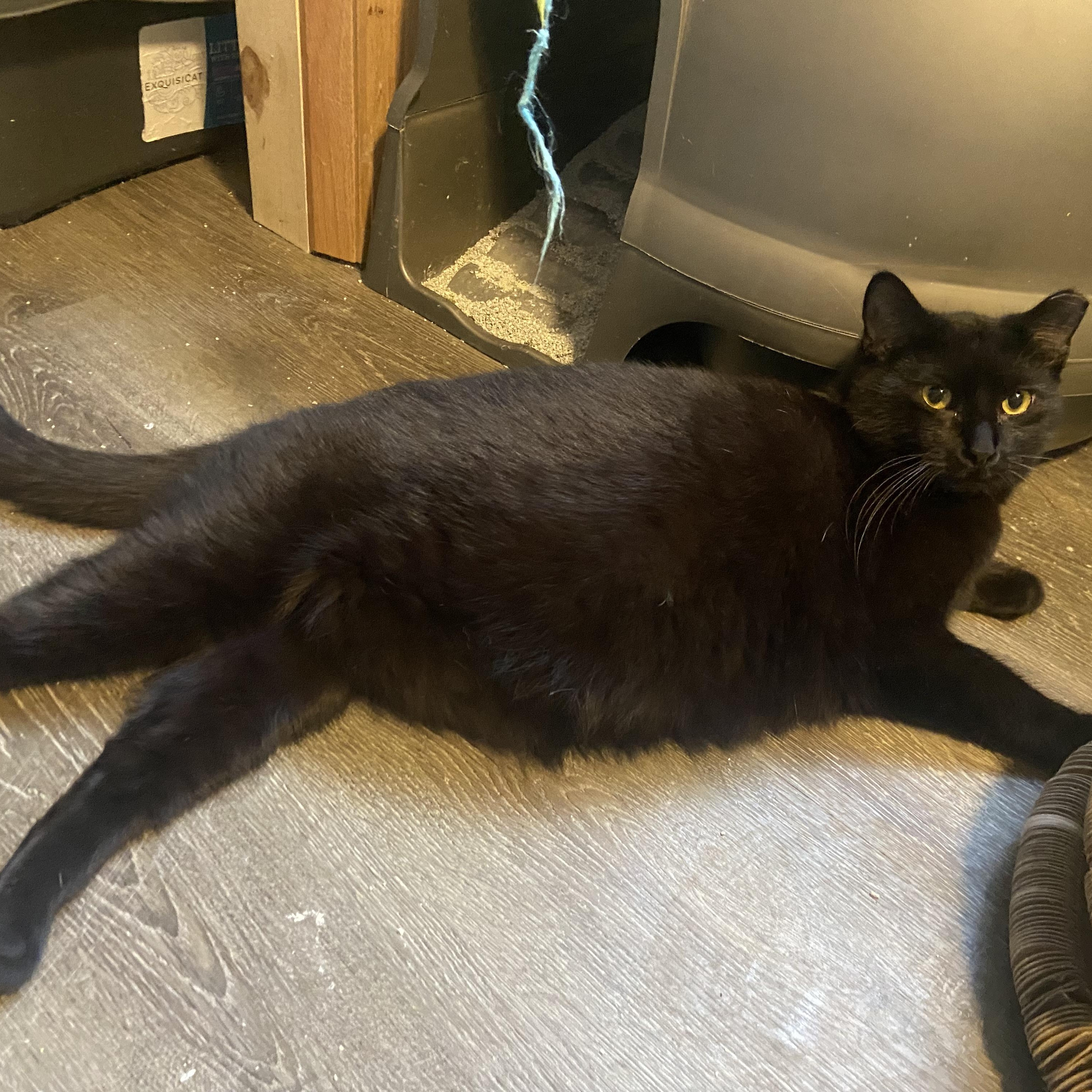 Maurice , ADOPTABLE, Young Male Domestic Short Hair.