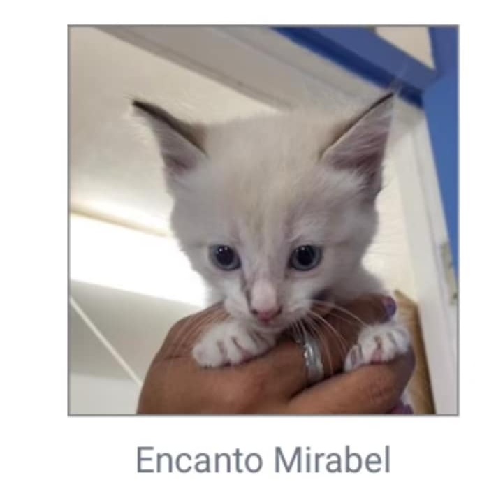 Cat for adoption Encanto Maribel, a Siamese in Fort Belvoir, VA