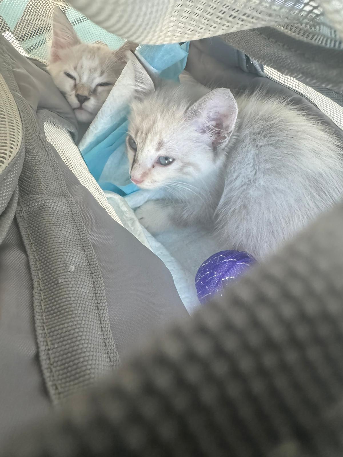 Cat for adoption Encanto Maribel, a Siamese in Fort Belvoir, VA