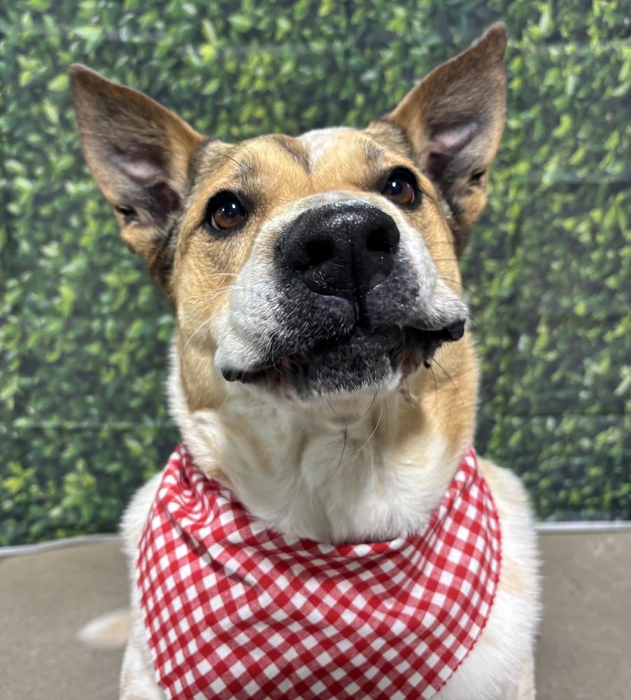 Jake (Fostered in LaVista), a Adoptable mixed breed in Papillion, NE image 1/4