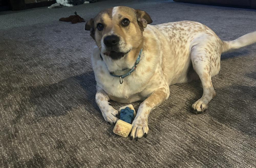 Jake (Fostered in LaVista), a Adoptable mixed breed in Papillion, NE image 2/4