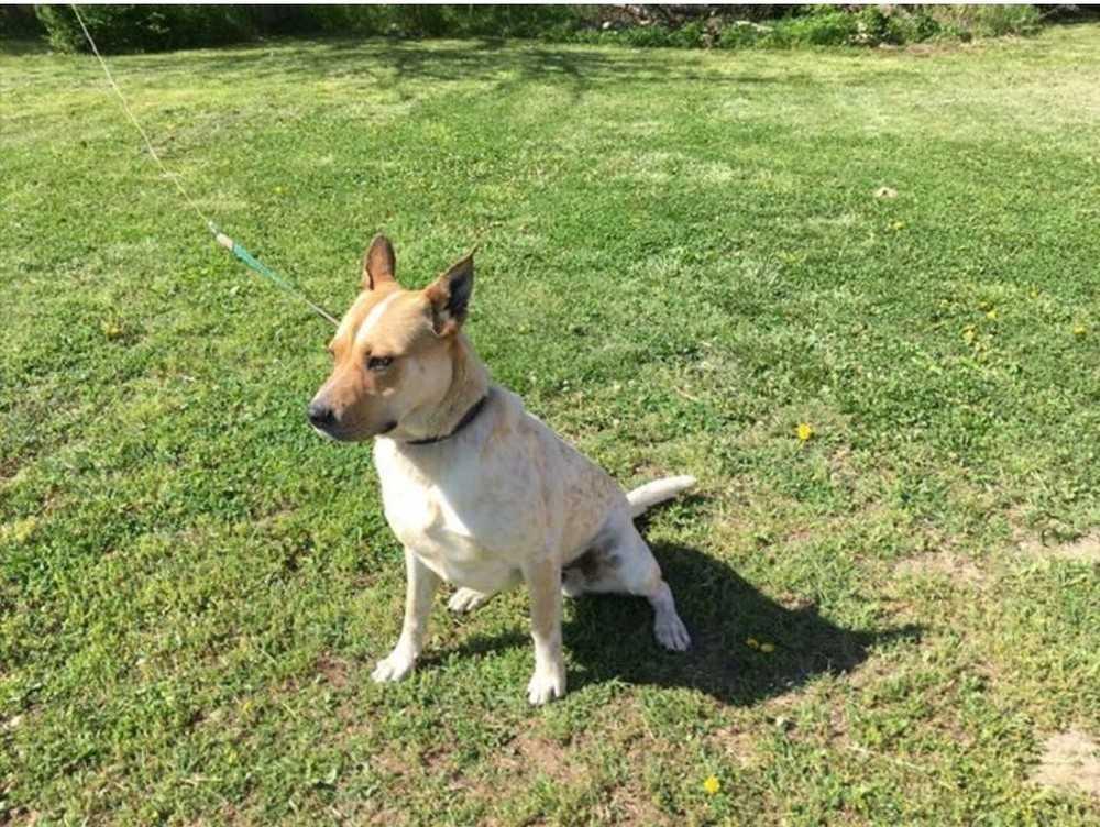Jake (Fostered in LaVista), a Adoptable mixed breed in Papillion, NE image 3/4