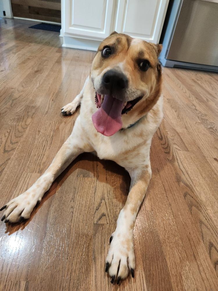 Jake (Fostered in LaVista), Adoptable, Adult Male Australian Cattle Dog / Blue Heeler.