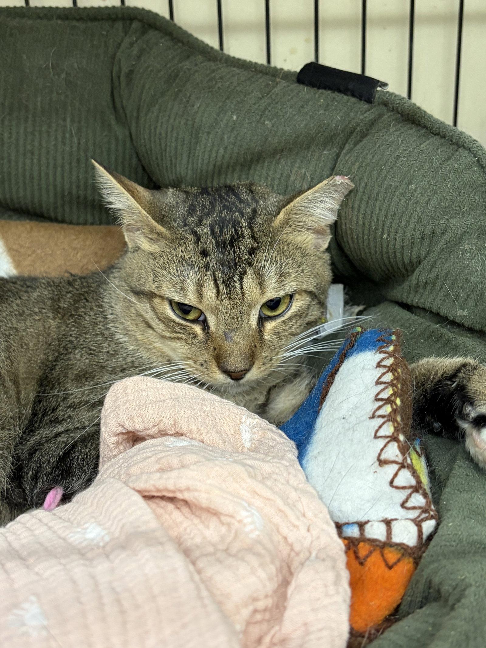 CHASE, Adoptable, Adult Male Tabby.