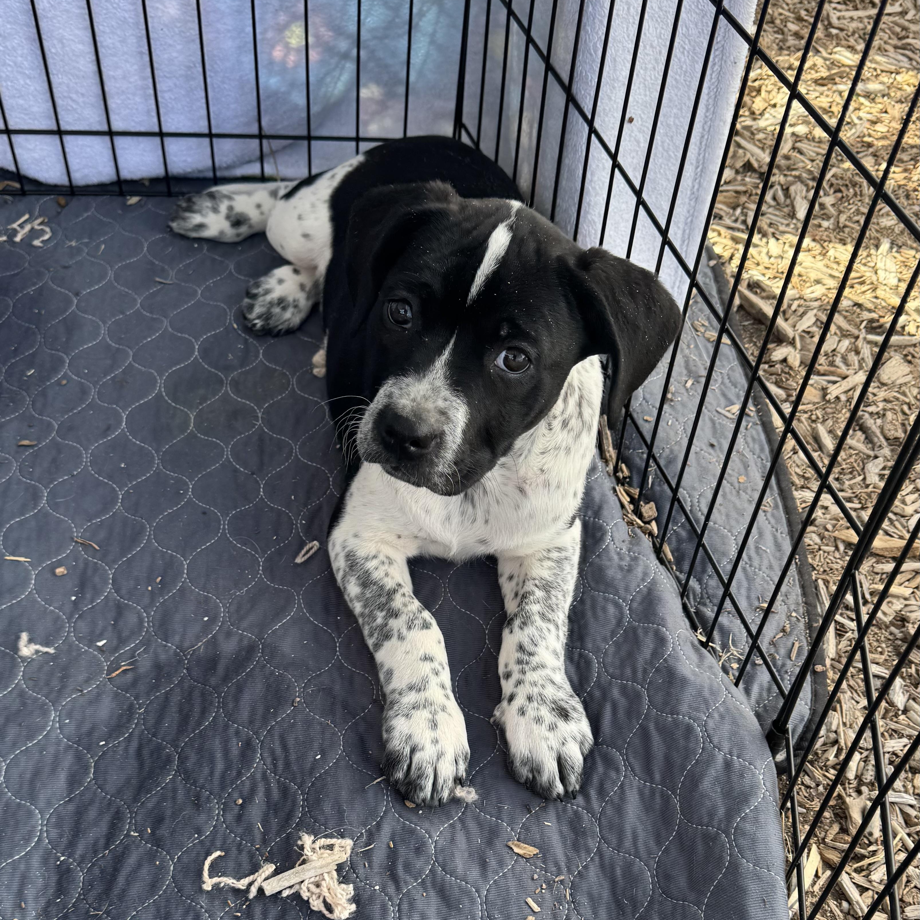 Enlarge Bagel, a Adopted mixed breed in Rio Rancho, NM image 1/2