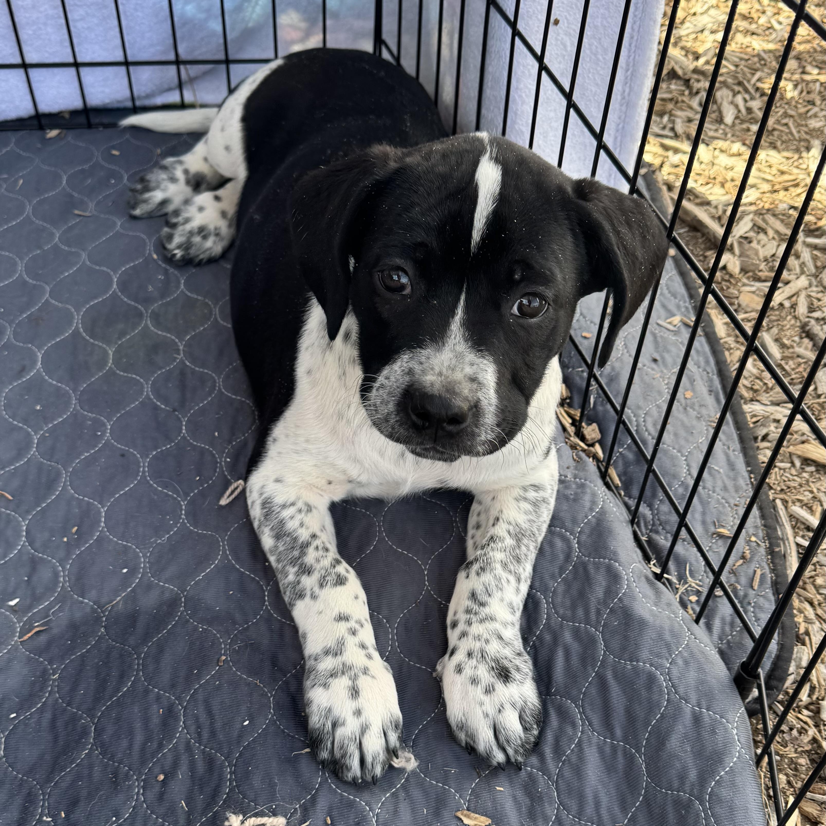 Bagel, Adopted, Puppy Male Pointer.