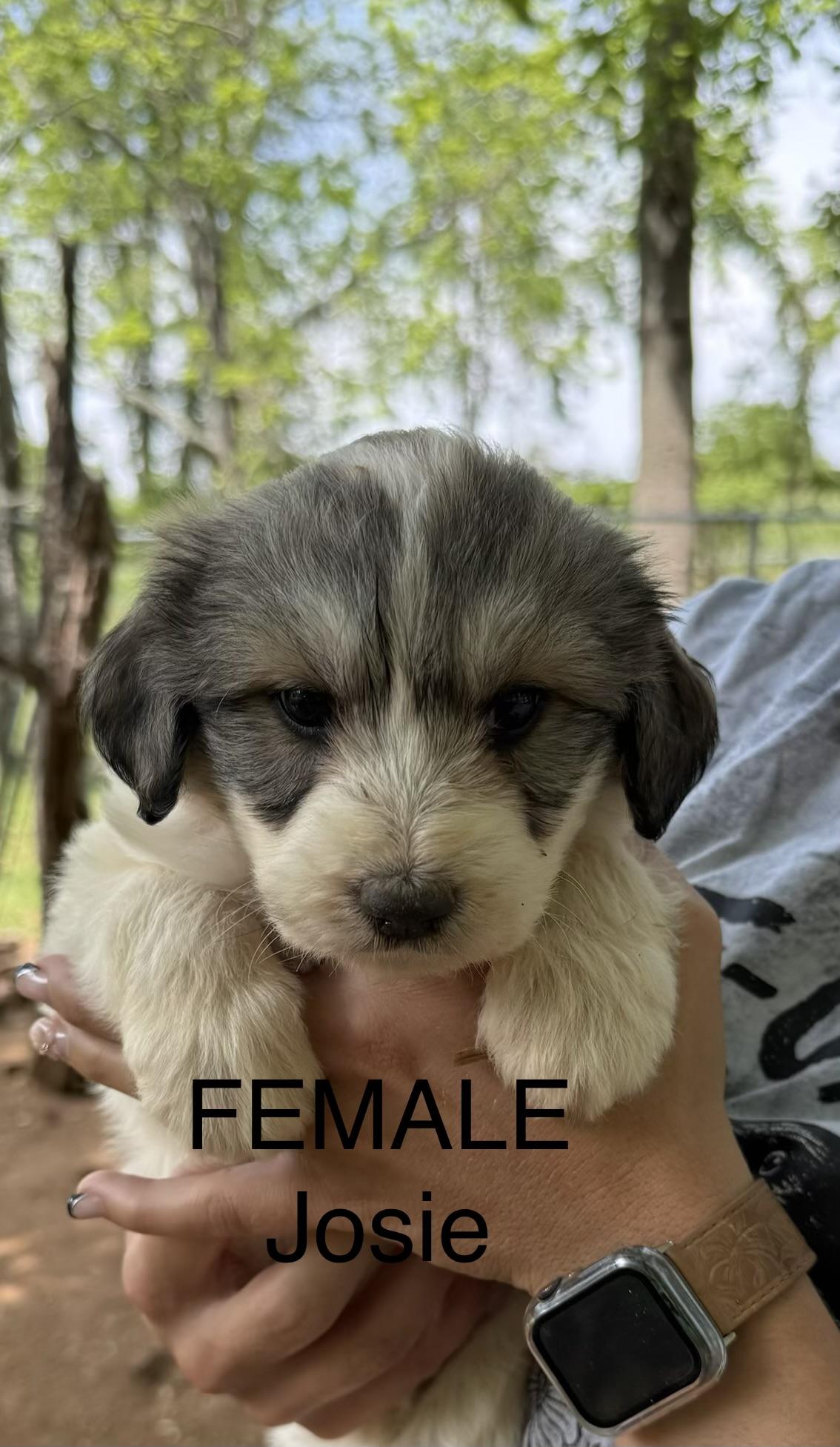 Enlarge JOSIE, an adopted mixed breed in Stuart, VA image 1/1