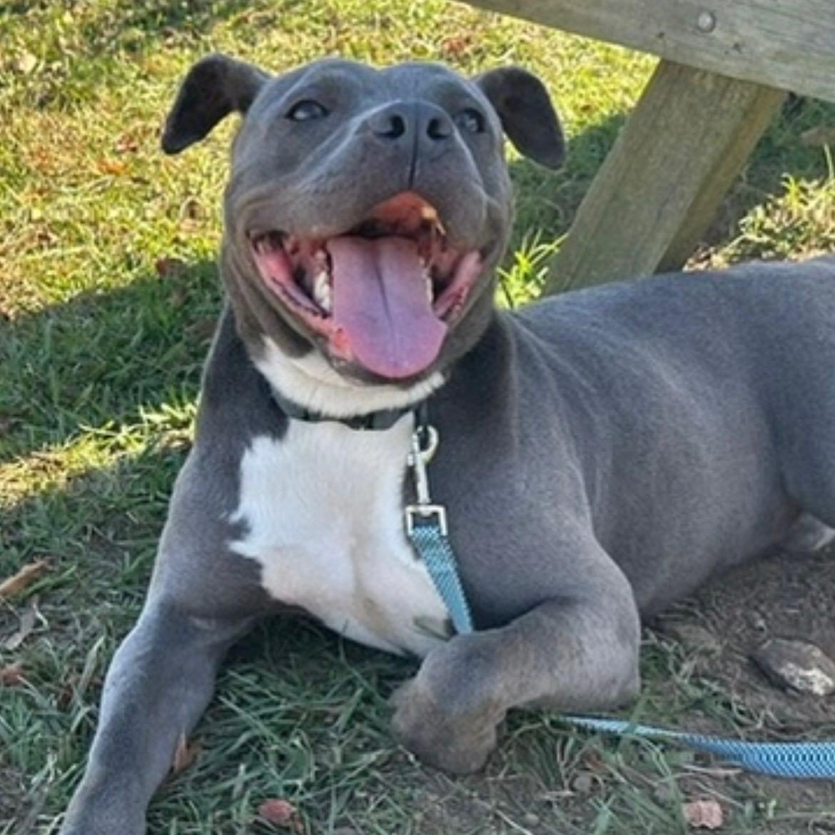 Enlarge Opie, a Adoptable mixed breed in Albany, NY image 2/6