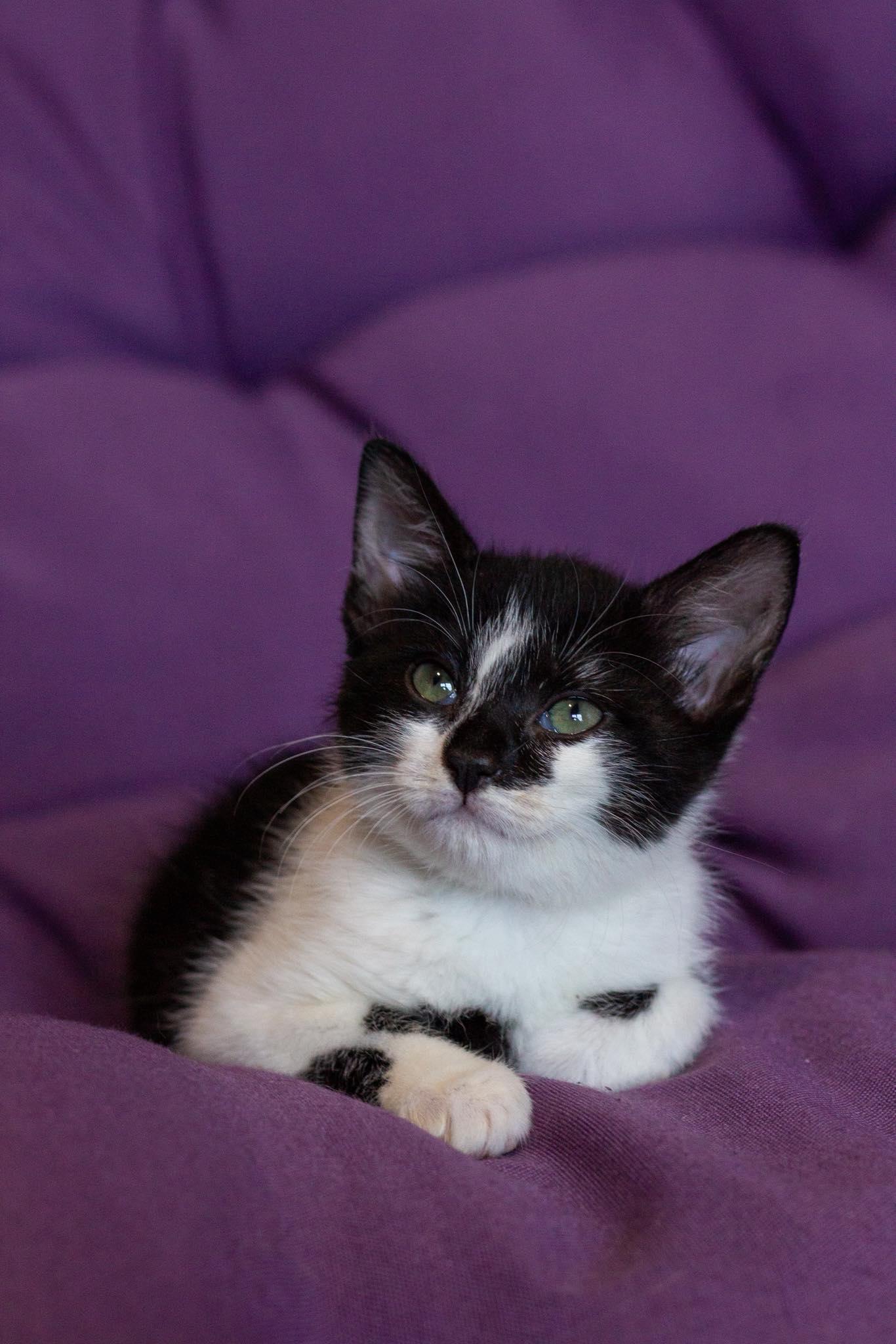 Martini, Baby Female unknown