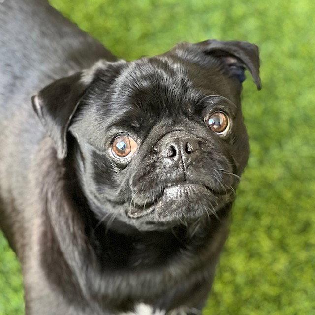 Enlarge Puggie Small, a Adopted Pug in Burlingame, CA image 1/1