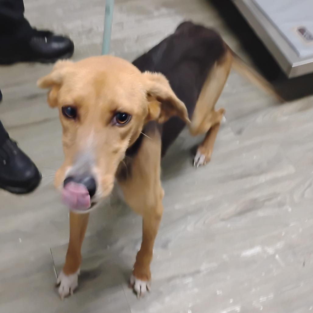 Lyra, Adoptable, Adult Female Mixed Breed.