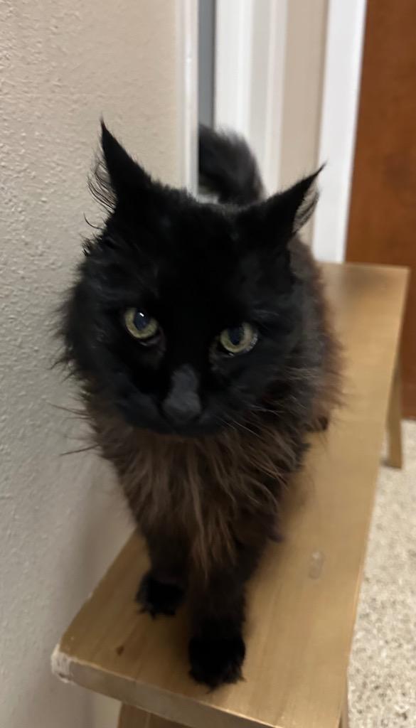 Fritz - Sponsored by Violet & Di Drake, Adoptable, Senior Male Domestic Long Hair.