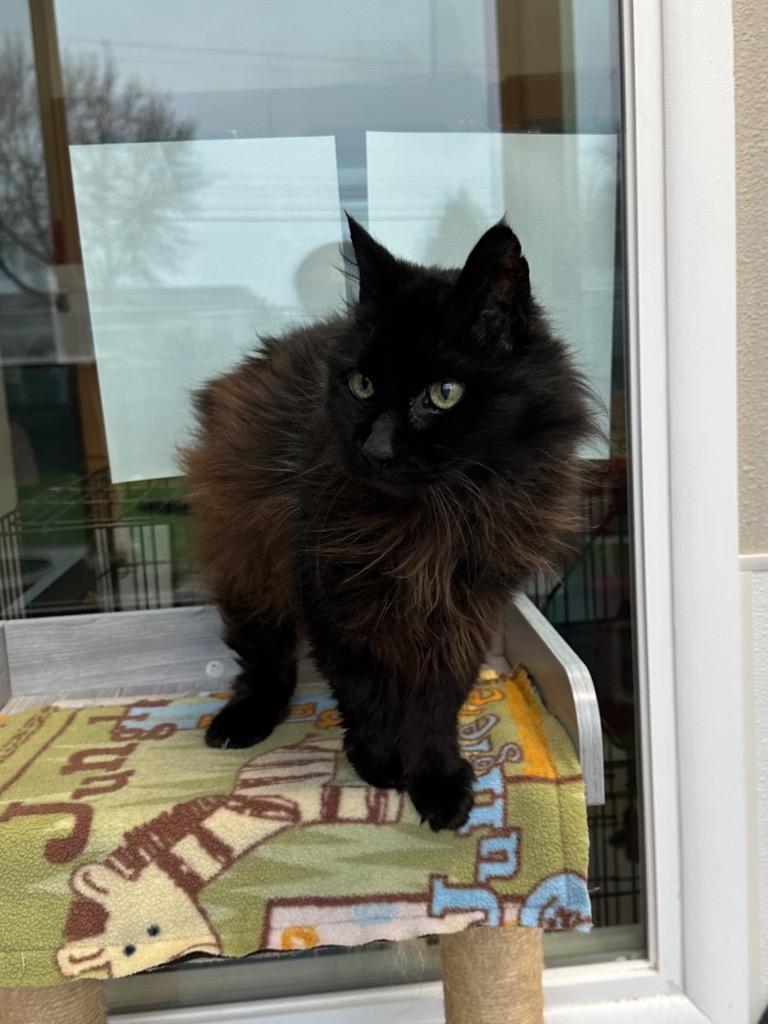 Fritz - Sponsored by Violet & Di Drake, a Adoptable mixed breed in Newberg, OR image 2/2